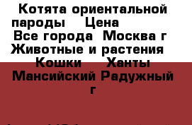 Котята ориентальной пароды  › Цена ­ 12 000 - Все города, Москва г. Животные и растения » Кошки   . Ханты-Мансийский,Радужный г.